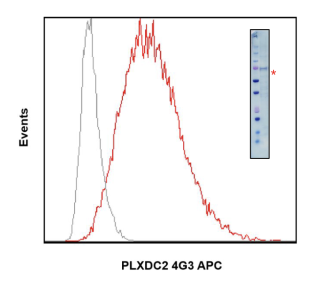 Anti-PLXDC2 (4G3) rabbit mAb APC Conjugate