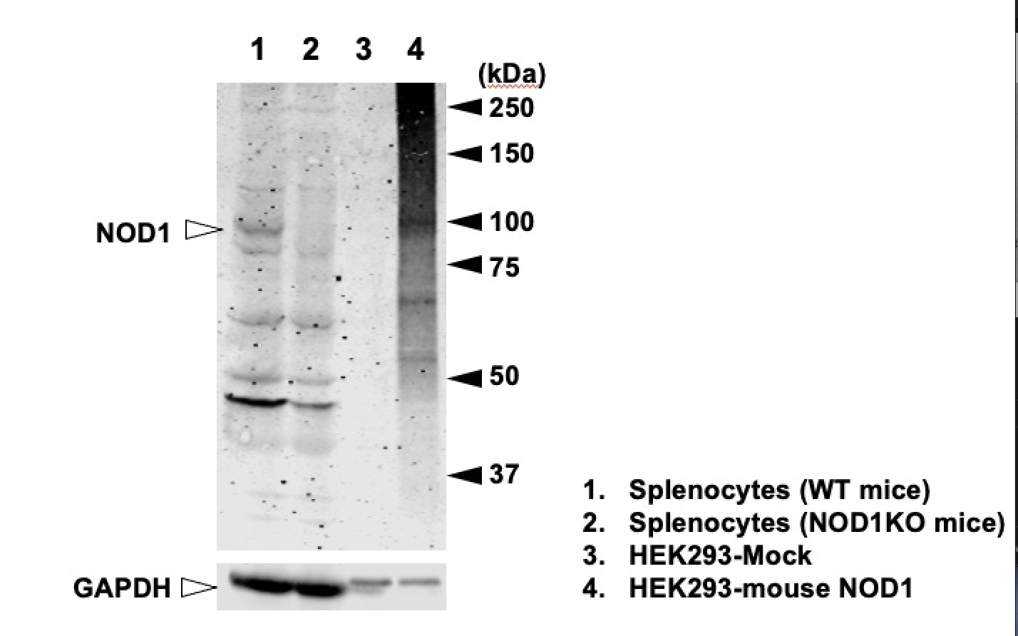 NOD1 rabbit mAb Antibody