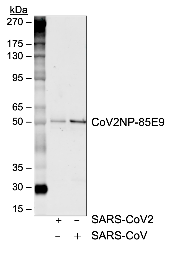 SARS-CoV-2 NP (85E9) rabbit mAb Antibody