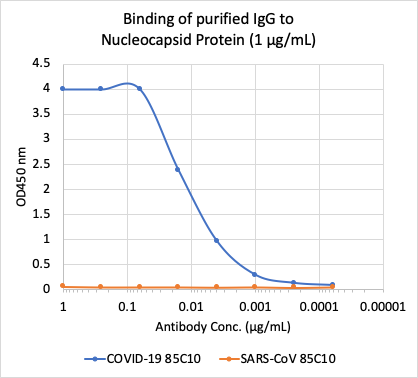 SARS-CoV-2 NP (85C10) rabbit mAb