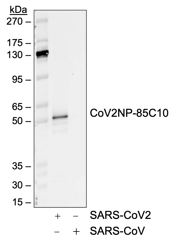 SARS-CoV-2 NP (85C10) rabbit mAb