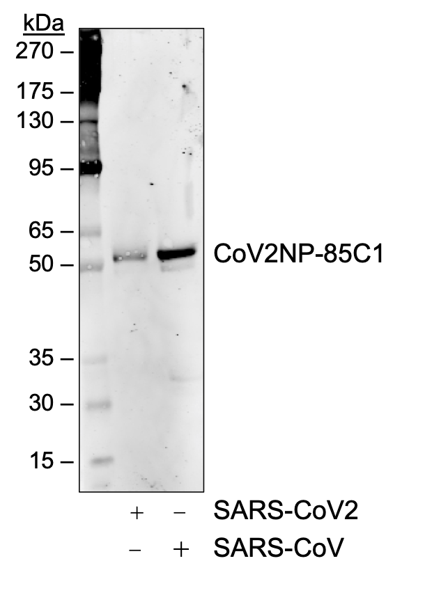 SARS-CoV-2 NP (85C1) rabbit mAb