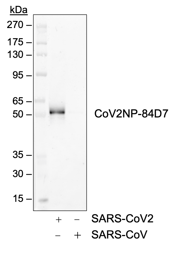 SARS-CoV-2 NP (84D7) rabbit mAb