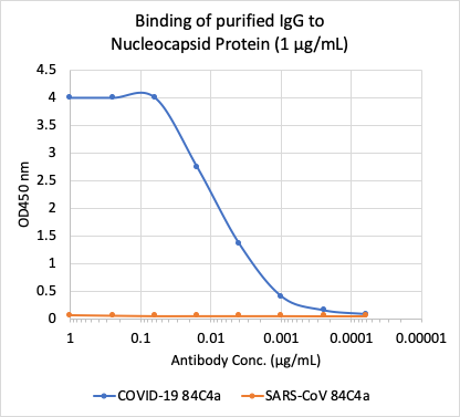 SARS-CoV-2 NP (84C4a) rabbit mAb Antibody