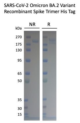 SARS-CoV-2 BA.2 Omicron Variant recombinant Spike His Tag