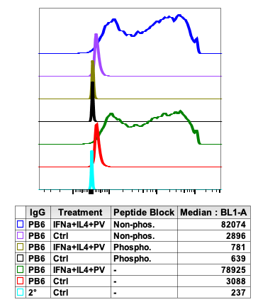 Phospho-Jak2 (Tyr1007/1008) (PB6) rabbit mAb