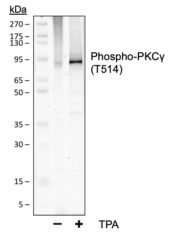 Phospho-PKC (pan) (gamma Thr514) (PF4) rabbit mAb