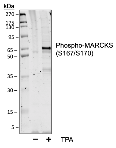 Phospho-MARCKS (Ser167/170) (C9) rabbit mAb Antibody