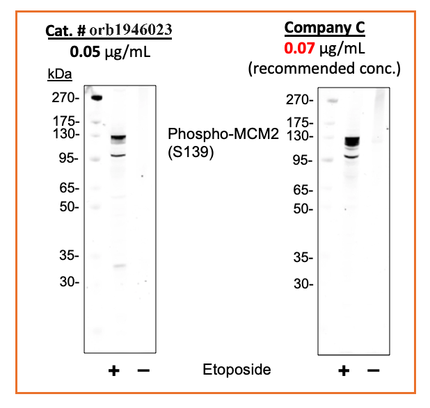 Phospho-MCM2 (Ser139) (B12) rabbit mAb