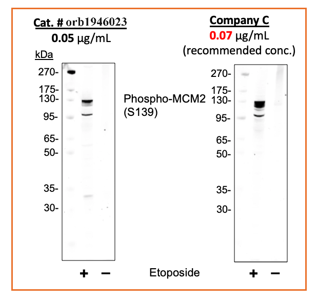 Phospho-MCM2 (Ser139) (B12) rabbit mAb Antibody