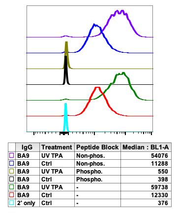 Phospho-c-Fos (Ser32) (BA9) rabbit mAb Antibody