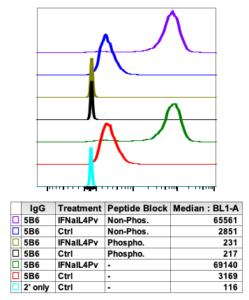 Phospho-Lyn (Tyr507) (5B6) rabbit mAb Antibody