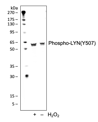 Phospho-Lyn (Tyr507) (5B6) rabbit mAb Antibody