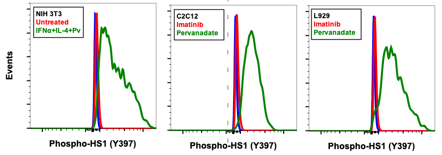 Phospho-HS1 (Tyr397) (F12) rabbit mAb Antibody