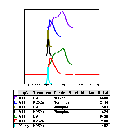 Phospho-SAPK/JNK (Thr183/Tyr185) (A11) rabbit mAb Antibody