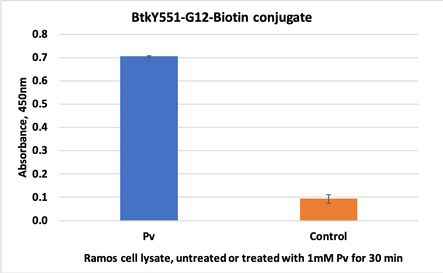Phospho-Btk (Tyr551) (G12) rabbit mAb Biotin conjugate Antibody