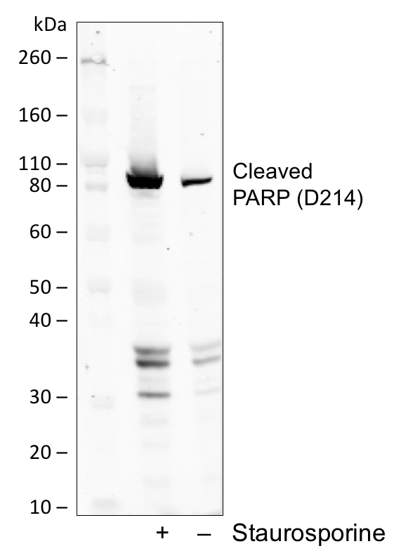 Cleaved PARP (Asp214) (H8) rabbit mAb Antibody
