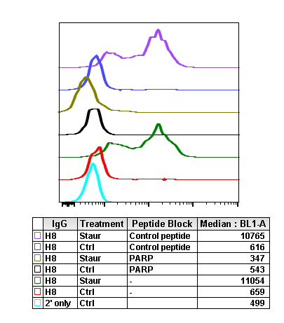 Cleaved PARP (Asp214) (H8) rabbit mAb Antibody