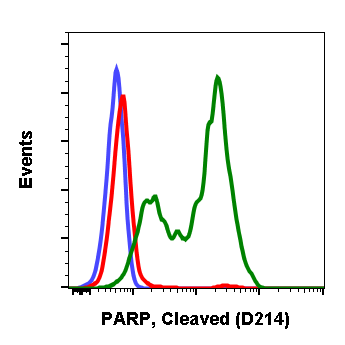 Cleaved PARP (Asp214) (H8) rabbit mAb Antibody
