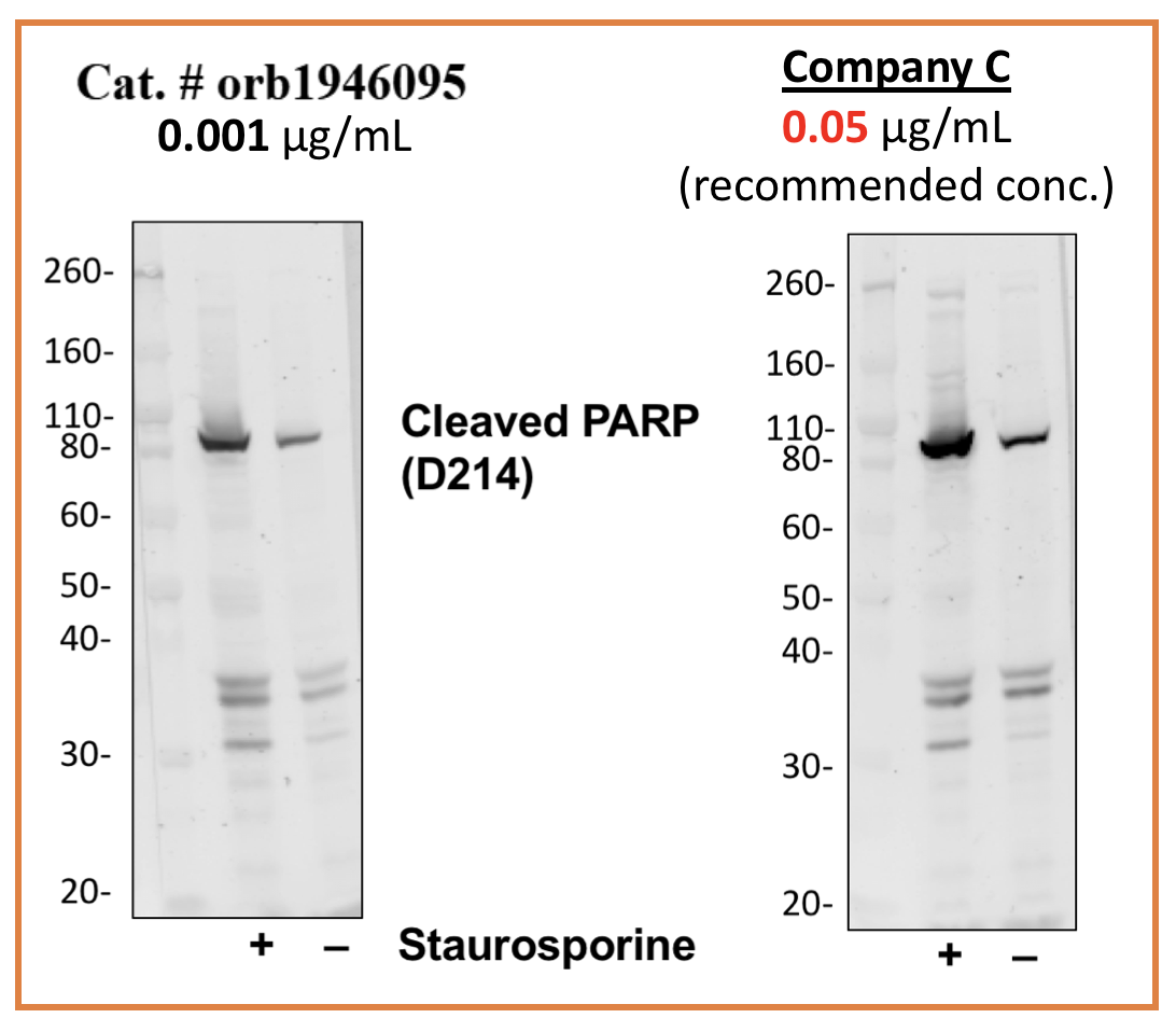 Cleaved PARP (Asp214) (H8) rabbit mAb Antibody