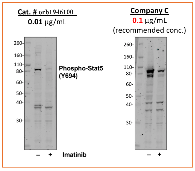 Phospho-Stat5 (Tyr694) (G11) rabbit mAb Antibody