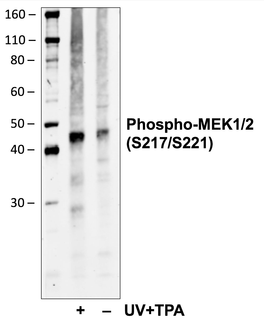 Phospho-MEK1/2 (Ser217/221) (H2) rabbit mAb