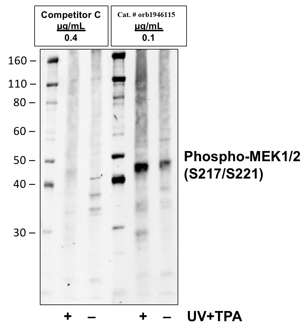 Phospho-MEK1/2 (Ser217/221) (H2) rabbit mAb