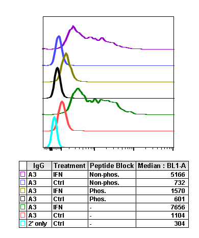 Phospho-Lck (Tyr505) (A3) rabbit mAb