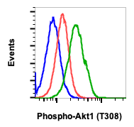 Phospho-Akt1 (Thr308) (G12) rabbit mAb