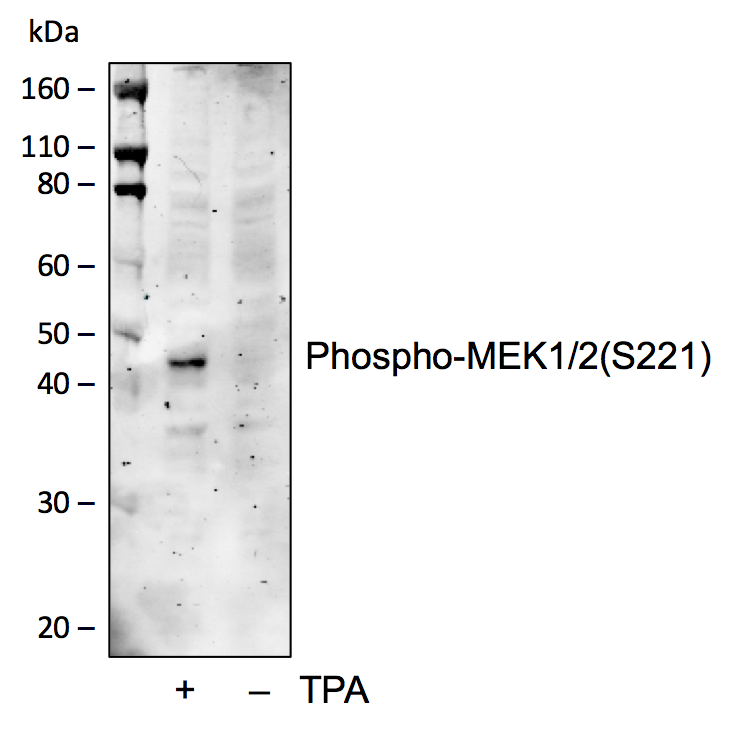 Phospho-MEK1/2 (Ser221) (D3) rabbit mAb