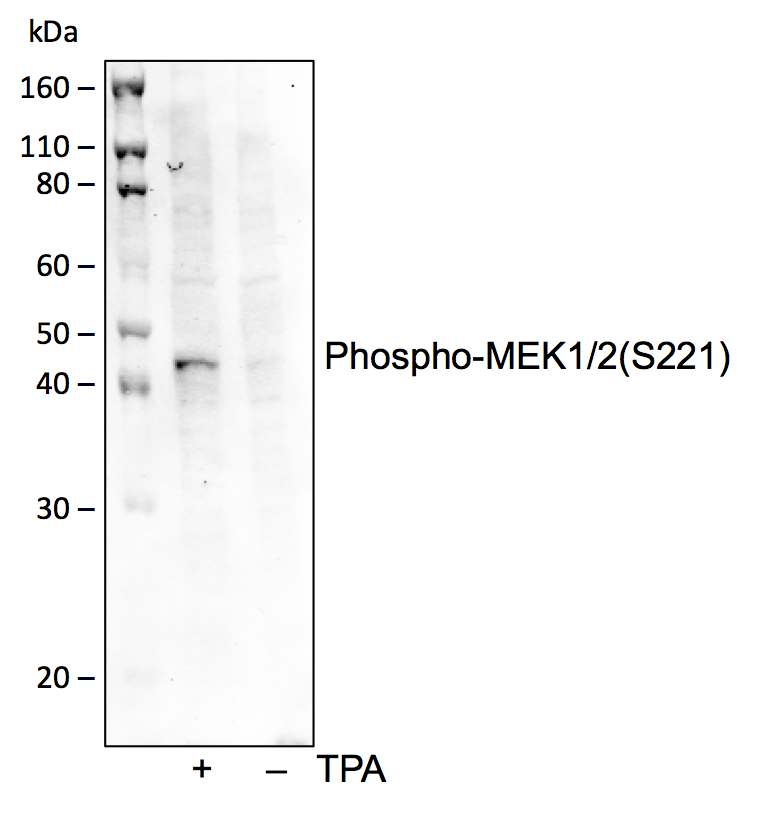 Phospho-MEK1/2 (Ser221) (D3) rabbit mAb Antibody