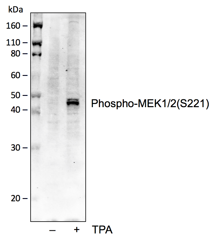 Phospho-MEK1/2 (Ser221) (D3) rabbit mAb Antibody