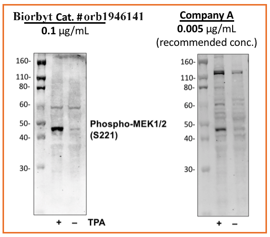 Phospho-MEK1/2 (Ser221) (D3) rabbit mAb Antibody