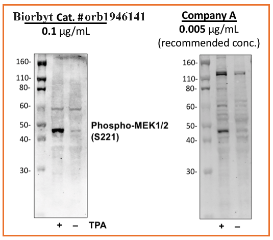Phospho-MEK1/2 (Ser221) (D3) rabbit mAb