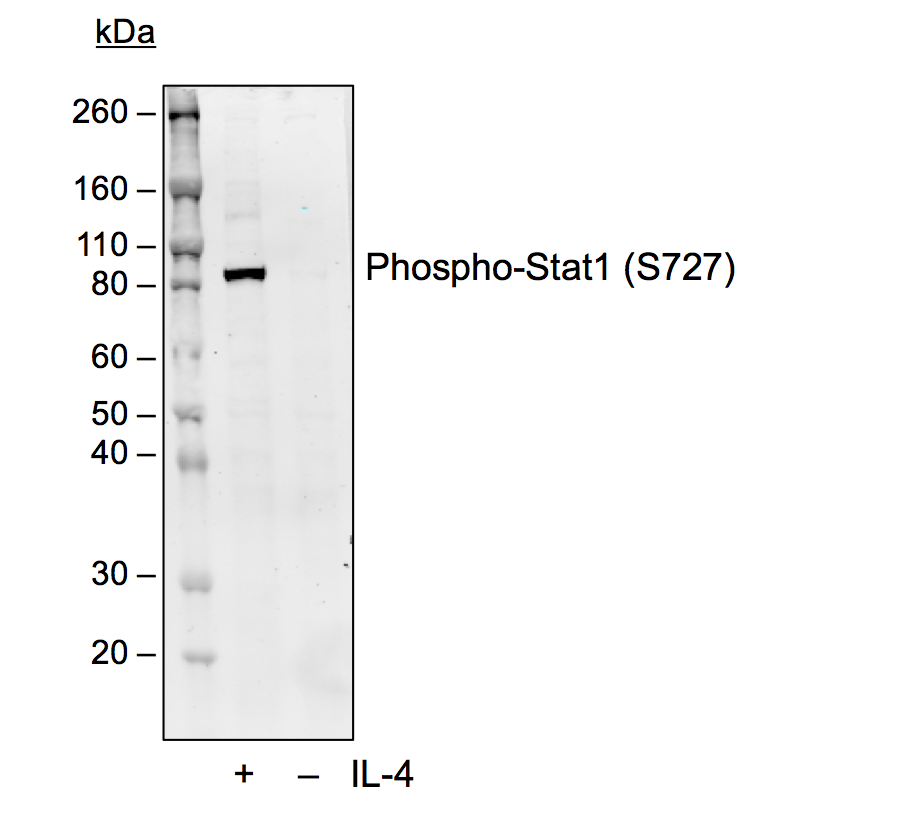 Phospho-Stat1 (Ser727) (C6) rabbit mAb Antibody