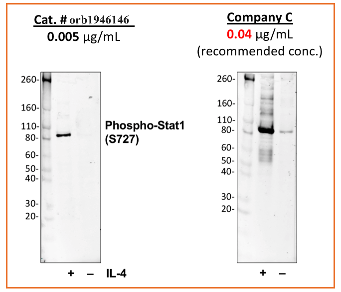 Phospho-Stat1 (Ser727) (C6) rabbit mAb Antibody