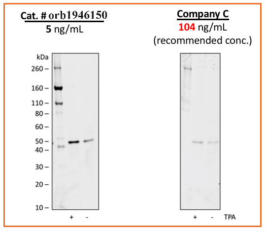 Phospho-MEK1 (Ser298) (H8) rabbit mAb Antibody