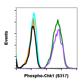 Phospho-Chk1 (Ser317) (G1) rabbit mAb Antibody