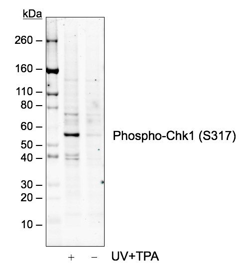 Phospho-Chk1 (Ser317) (G1) rabbit mAb Antibody