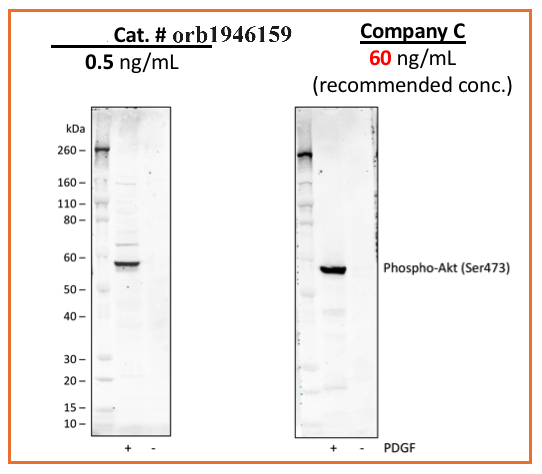 Phospho-Akt1 (Ser473) (B9) rabbit mAb