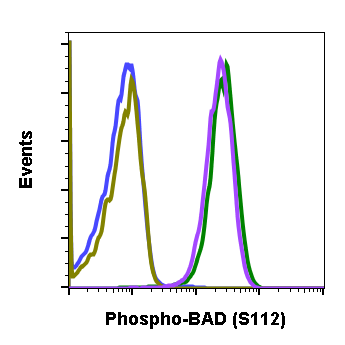 Phospho-BAD (Ser112) (B9) rabbit mAb Antibody