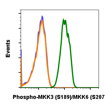 Phospho-MKK3 (Ser189)/MKK6 (Ser207) (D3) rabbit mAb Antibody