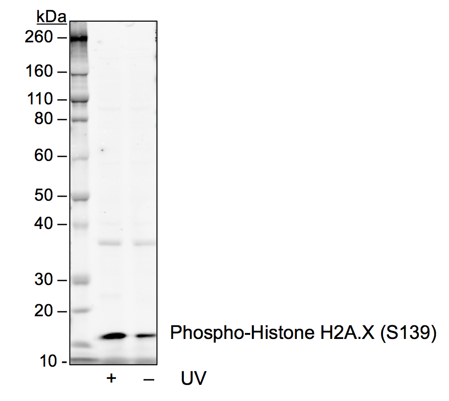 Phospho-Histone H2A.X (Ser139) (1E4) rabbit mAb Antibody