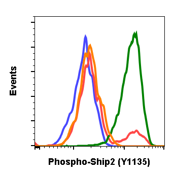 Phospho-Ship2 (Tyr1135) rabbit mAb Antibody