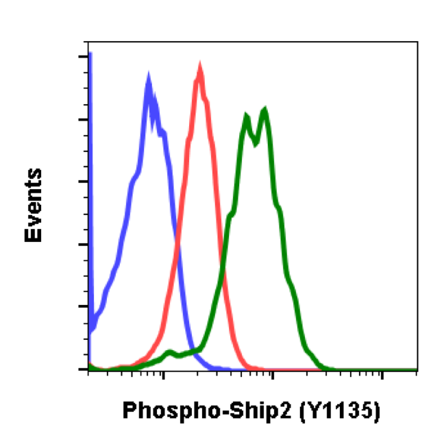 Phospho-Ship2 (Tyr1135) (1D2) rabbit mAb Antibody