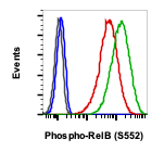 Phospho-RelB (Ser552) (A7) rabbit mAb