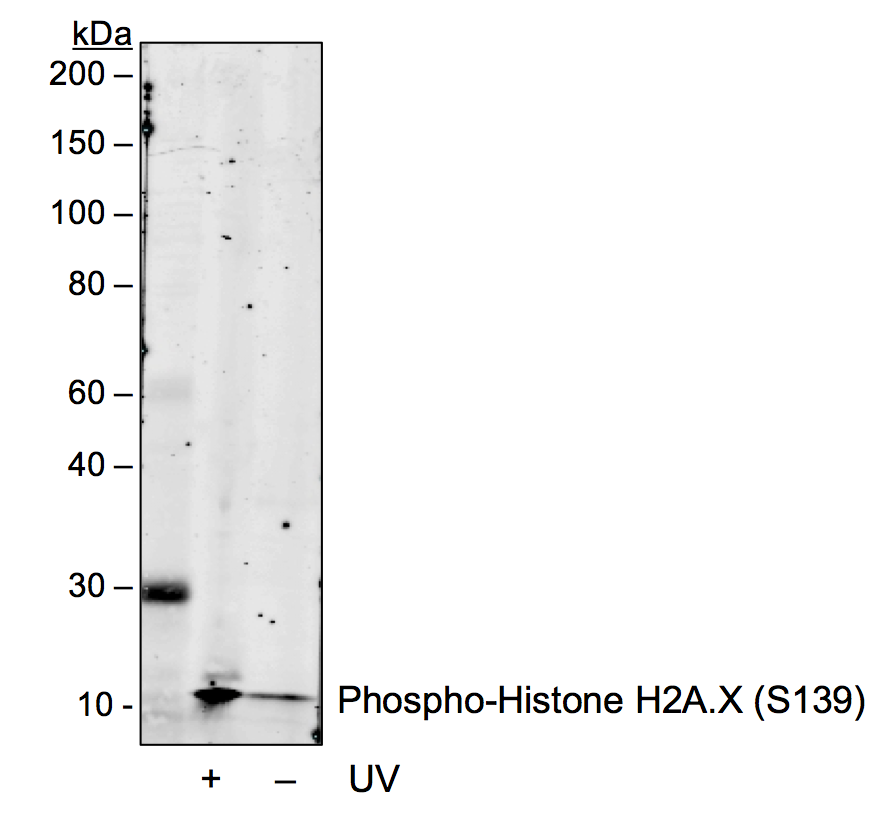 Phospho-Histone H2A.X (Ser139) (1B3) rabbit mAb Antibody