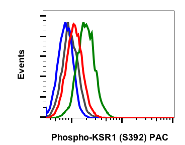 Phospho-KSR1 (Ser392) (3A4) rabbit mAb APC conjugate-10 Tests