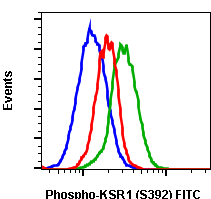 Phospho-KSR1 (Ser392) (3A4) rabbit mAb FITC conjugate