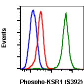 Phospho-KSR1 (Ser392) (3A4) rabbit mAb Antibody